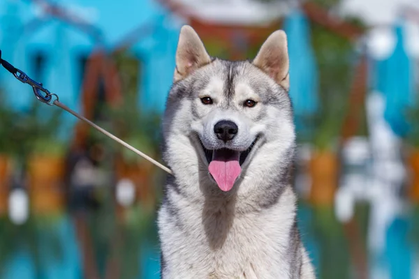 Eine reife sibirische Husky-Hündin sitzt in der Nähe eines großen Pools. der Hintergrund ist blau. eine Hündin hat grau-weißes Fell und blaue Augen. Sie freut sich. — Stockfoto