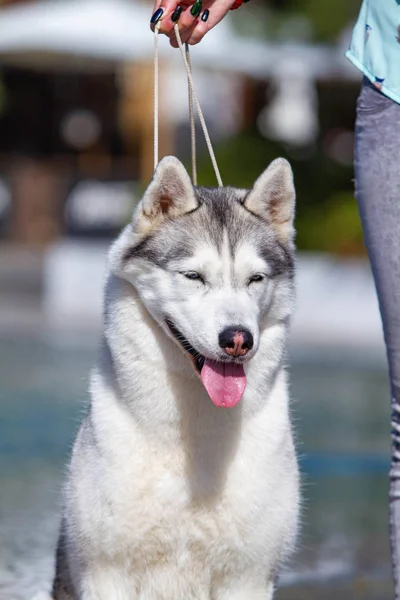 成熟したシベリアハスキーの雌犬が大きなプールの近くに座っています。背景は青です。雌犬は灰色と白い毛皮と青い目をしています。彼女は楽しみにしている. — ストック写真