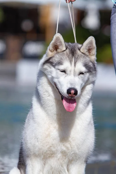 成熟したシベリアハスキーの雌犬が大きなプールの近くに座っています。背景は青です。雌犬は灰色と白い毛皮と青い目をしています。彼女は楽しみにしている. — ストック写真