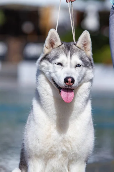 En mogen Siberian Husky kvinnlig hund sitter nära en stor pool. Bakgrunden är blå. En tik har grå och vit päls och blå ögon. Hon ser fram emot. — Stockfoto