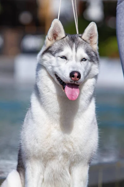 成熟したシベリアハスキーの雌犬が大きなプールの近くに座っています。背景は青です。雌犬は灰色と白い毛皮と青い目をしています。彼女は楽しみにしている. — ストック写真