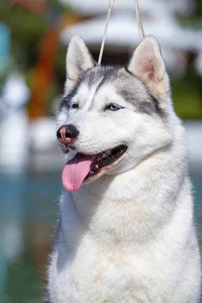 Eine reife sibirische Husky-Hündin sitzt in der Nähe eines großen Pools. der Hintergrund ist blau. eine Hündin hat grau-weißes Fell und blaue Augen. Sie freut sich. — Stockfoto