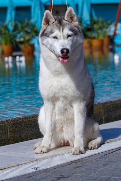 Een volwassen Siberische Husky vrouwelijke hond zit in de buurt van een groot zwembad. De achtergrond is blauw. Een teef heeft grijze en witte vacht en blauwe ogen. Ze kijkt ernaar uit. — Stockfoto