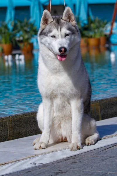 Una hembra hembra hembra siberiana madura está sentada cerca de una gran piscina. El fondo es azul. Una perra tiene piel gris y blanca y ojos azules. Ella mira hacia adelante . —  Fotos de Stock