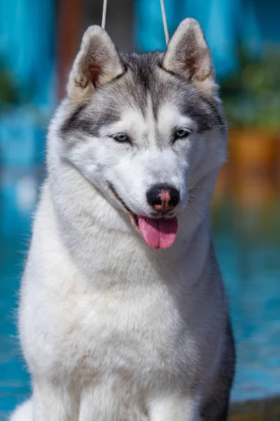 成熟したシベリアハスキーの雌犬が大きなプールの近くに座っています。背景は青です。雌犬は灰色と白い毛皮と青い目をしています。彼女は楽しみにしている. — ストック写真