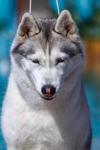 Una hembra hembra hembra siberiana madura está sentada cerca de una gran piscina. El fondo es azul. Una perra tiene piel gris y blanca y ojos azules. Ella mira hacia adelante . —  Fotos de Stock