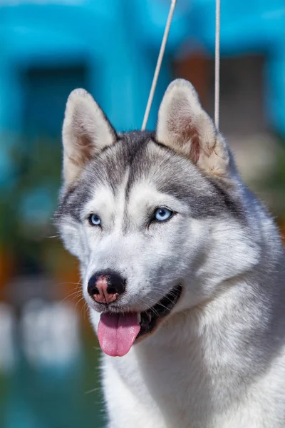 A mature Siberian husky female dog is sitting near a big pool. The background is blue. A bitch has grey and white fur and blue eyes. She looks forward. — Stock Photo, Image