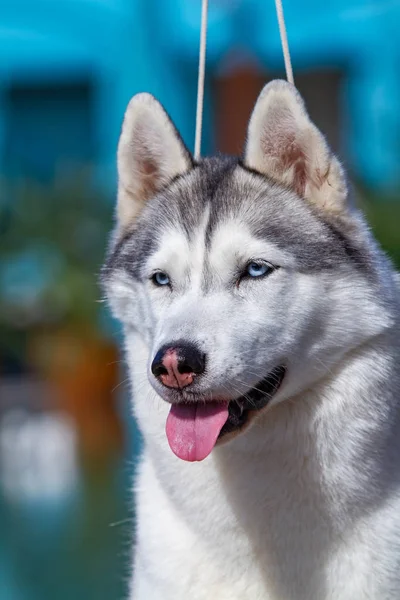 Une femelle husky sibérienne mature est assise près d'une grande piscine. Le fond est bleu. Une chienne a une fourrure grise et blanche et des yeux bleus. Elle se réjouit . — Photo