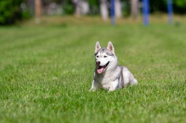 Köpek doğurmak Siberian Husky yeşil çim üzerinde yatıyor