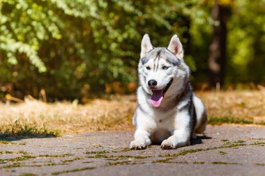 Köpek doğurmak Siberian Husky yeşil çim üzerinde yatıyor