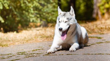 Köpek doğurmak Siberian Husky yeşil çim üzerinde yatıyor