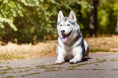Köpek doğurmak Siberian Husky yeşil çim üzerinde yatıyor