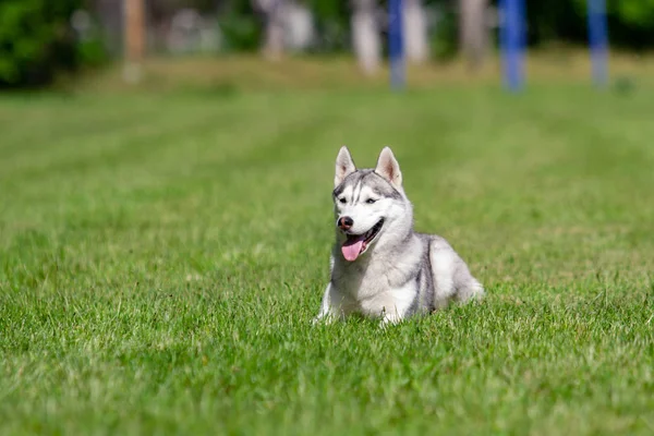 Hund rasen Siberian husky ligger på det gröna gräset — Stockfoto