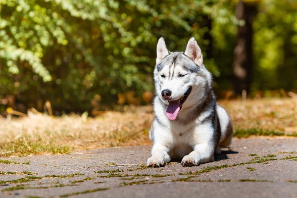 Cría de perros Husky siberiano acostado en la hierba verde —  Fotos de Stock