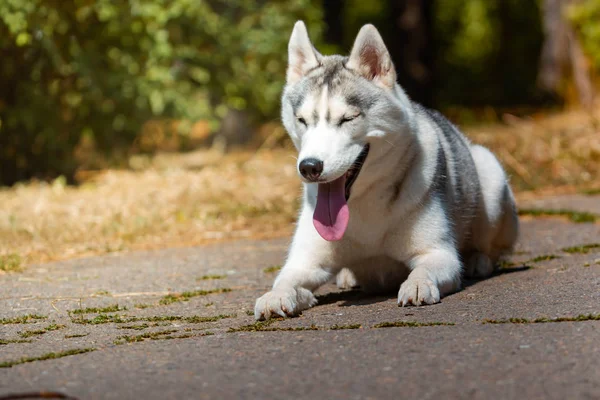 Köpek doğurmak Siberian Husky yeşil çim üzerinde yatıyor