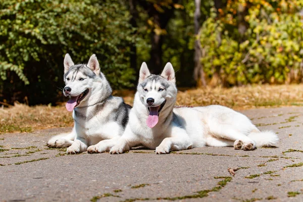 Anjing ras Siberian Husky berbaring di rumput hijau — Stok Foto