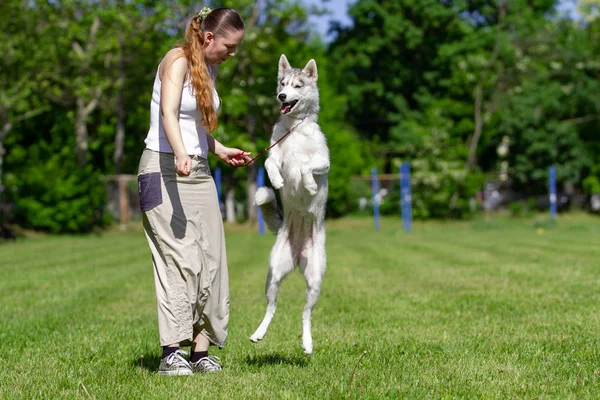 Joven chica rizada hermosa jugando con su perro con un plato de frisbee en el parque de verano. Perro husky siberiano . —  Fotos de Stock