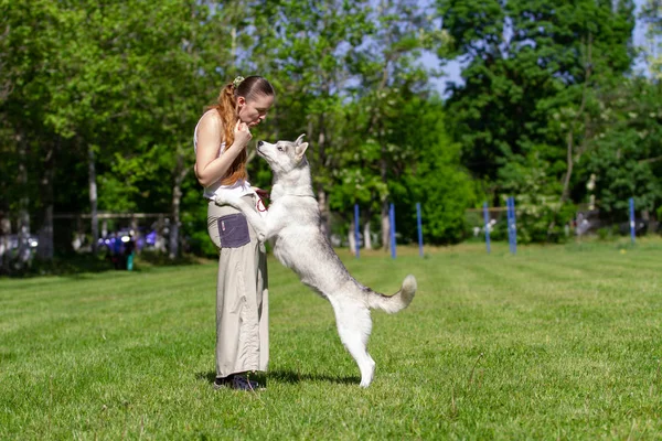 Young beautiful curly girl playing with her dog with a plate of frisbee in summer park. Siberian husky dog. — Stock Photo, Image