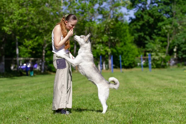 Молодая красивая кудрявая девушка играет со своей собакой с тарелкой фрисби в летнем парке. Сибирская хаски . — стоковое фото