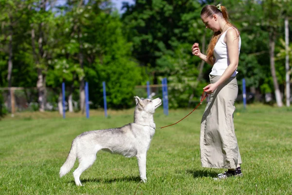 Молода красива Кучерява дівчина грає з її собакою з пластиною фрісбі в літньому парку. Сибірський Хаскі собака. Стокова Картинка