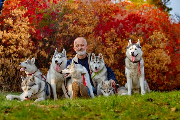 Een man en een pak honden zitten op het gras. Zeven Siberische Husky op de foto. Veel honden en een oude man. Cayur en zijn pakje Husky. — Stockfoto