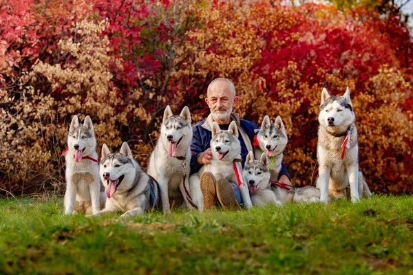 Un hombre y una manada de perros están sentados en la hierba. Siete Husky siberianos en la foto. Muchos perros y un anciano. Cayur y su manada de Husky . —  Fotos de Stock