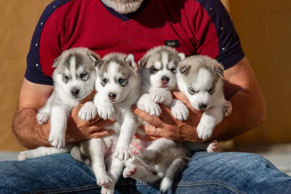 Four puppies Siberian Husky. Litter dogs in the hands of the breeder. Little puppies.