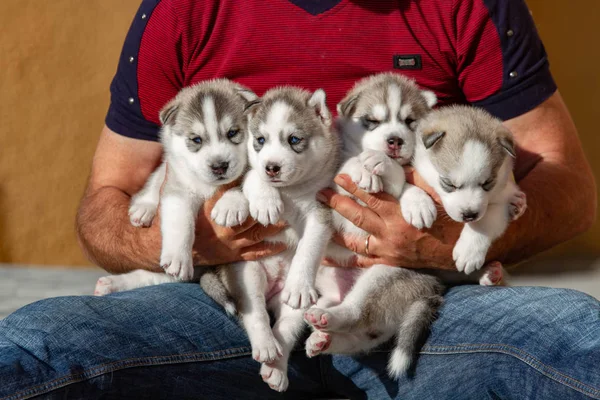 Four puppies Siberian Husky. Litter dogs in the hands of the breeder. Little puppies.