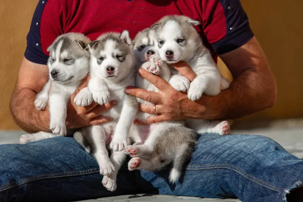 Four puppies Siberian Husky. Litter dogs in the hands of the breeder. Little puppies.