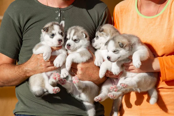 Четыре щенка Сибирского Хаски. Собаки в руках заводчика. Маленькие щеночки . — стоковое фото