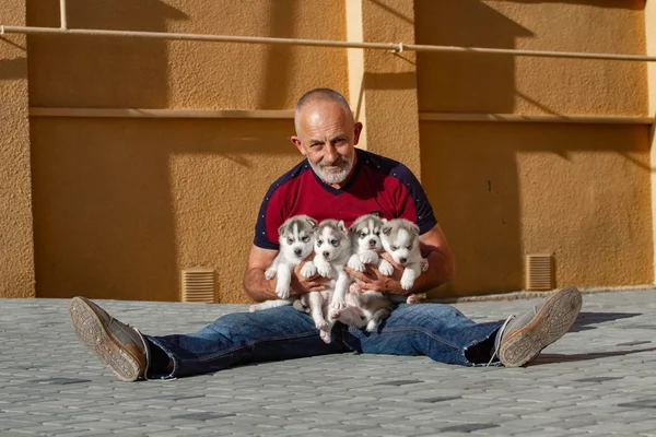 Cinco cachorros Husky siberiano. Perros de basura en manos del criador. Pequeños cachorros . —  Fotos de Stock