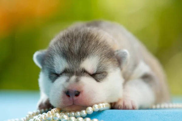 Recién nacido de cachorro husky siberiano durmiendo —  Fotos de Stock