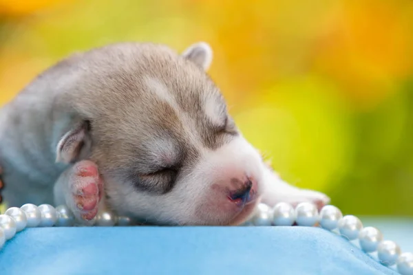 Recién nacido de cachorro husky siberiano durmiendo —  Fotos de Stock