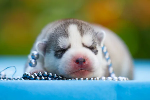 Recién nacido de cachorro husky siberiano durmiendo —  Fotos de Stock