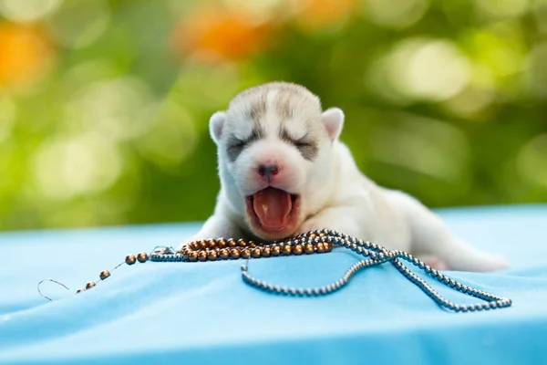 Nyfödda av Siberian Husky valp sova — Stockfoto