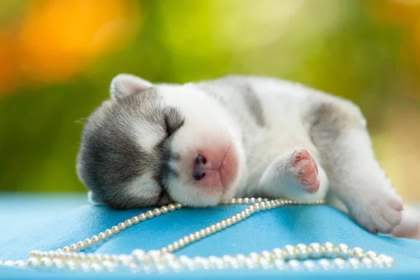 Neugeborenes von sibirischen Husky-Welpen schläft — Stockfoto
