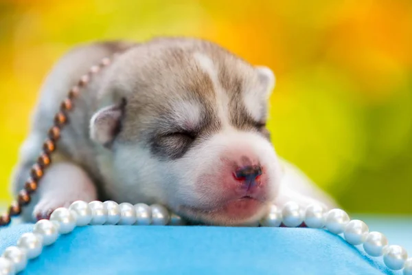 Newborn of siberian husky puppy sleeping — Stock Photo, Image
