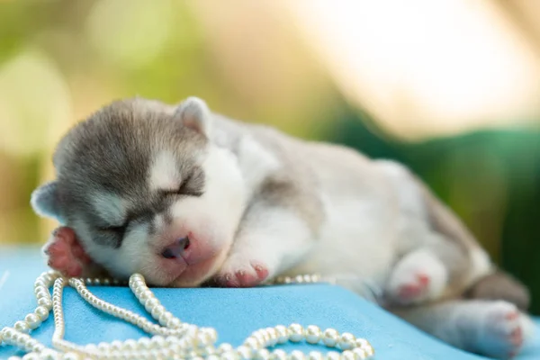 Recém-nascido de siberiano husky cachorro dormindo — Fotografia de Stock