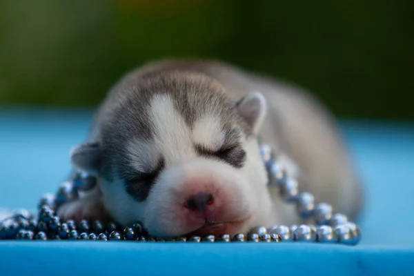 Bayi anjing liar siberian yang baru lahir sedang tidur — Stok Foto