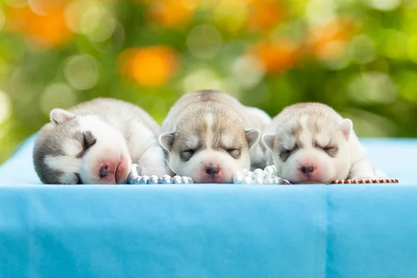 Tres de cachorros husky siberianos durmiendo bajo una manta gris —  Fotos de Stock