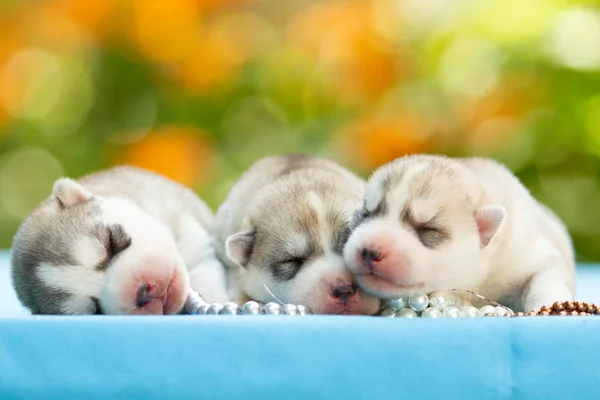 Três cachorros-marinhos siberianos a dormir debaixo de um cobertor cinzento — Fotografia de Stock