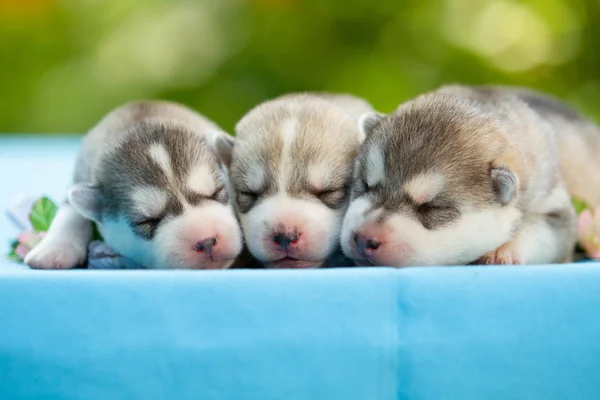 Três cachorros-marinhos siberianos a dormir debaixo de um cobertor cinzento — Fotografia de Stock