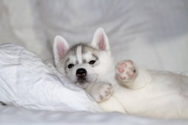 Beyaz arka planda oturan sevimli Sibirya köpeciği. Köpek yatağın üzerinde yatıyor. Yavru köpek şımarır..