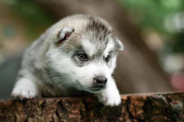 Satu Anak Anjing Lucu Dari Siberian Anjing Serak Luar Ruangan — Stok Foto