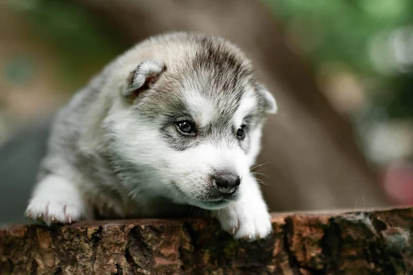 Perrito Lindo Perro Husky Siberiano Aire Libre —  Fotos de Stock