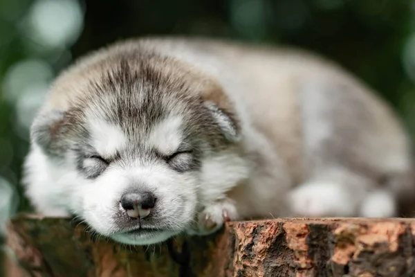 Cățeluș Drăguț Câine Husky Siberian Aer Liber — Fotografie, imagine de stoc