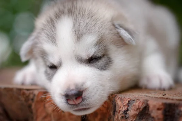 Egy Kis Aranyos Szibériai Husky Kutya Szabadban — Stock Fotó