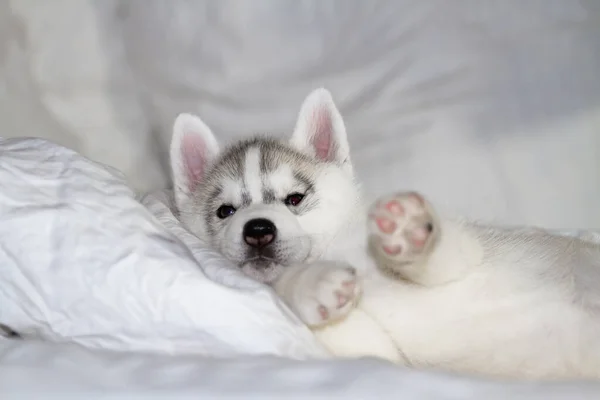 Симпатичный Сибирский Хаски Щенок Сидит Белом Фоне Собака Лежит Кровати — стоковое фото