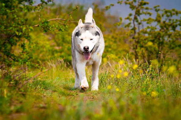 这只狗在草地上散步 危险的猎人西伯利亚胡斯基在跑步 — 图库照片
