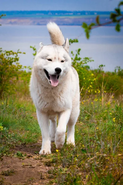 Husky Está Corriendo Por Hierba Primer Plano Perro Pasea Naturaleza — Foto de Stock